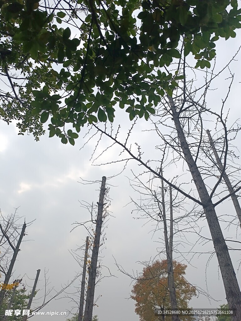 秋日林间树梢景象