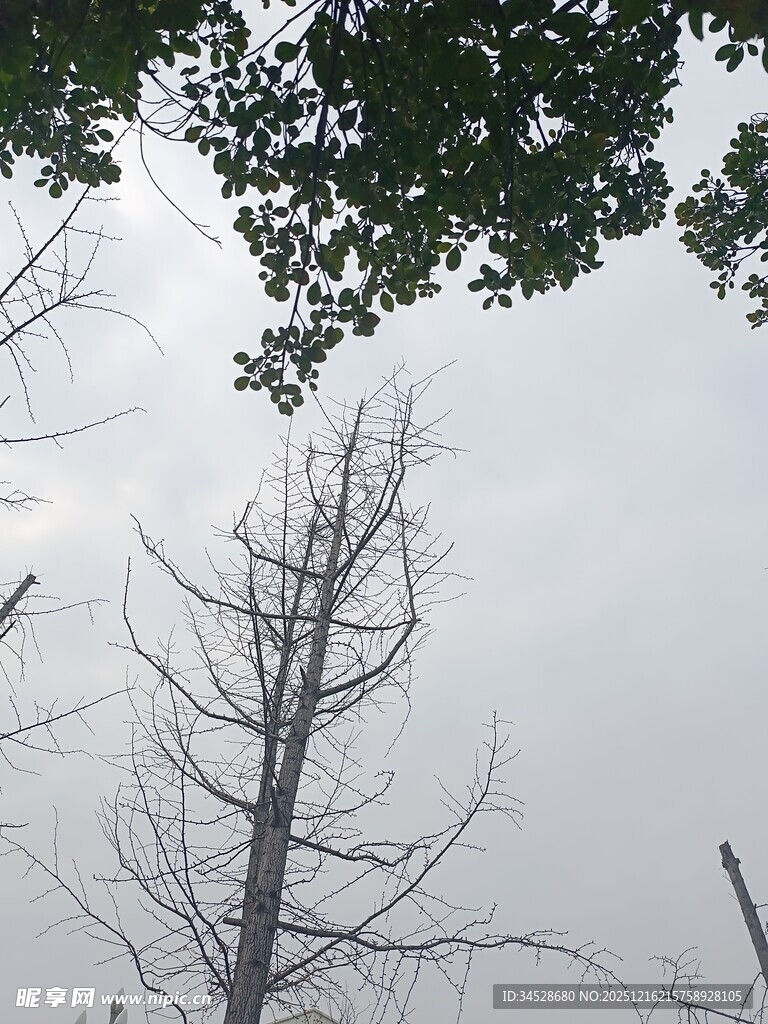 枯树与枝叶的天空景象