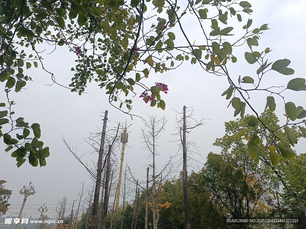 秋日树林枝叶景观