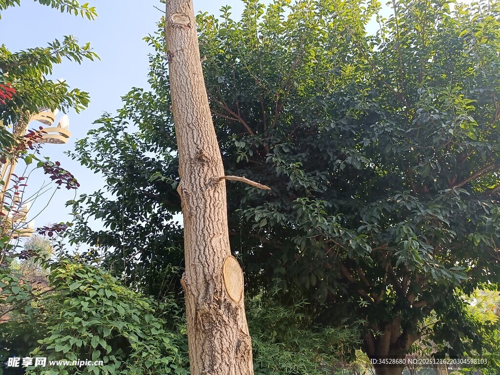 枯树干旁的繁茂绿树