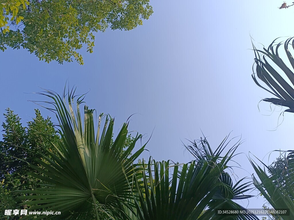 仰视葱郁绿植与蓝天