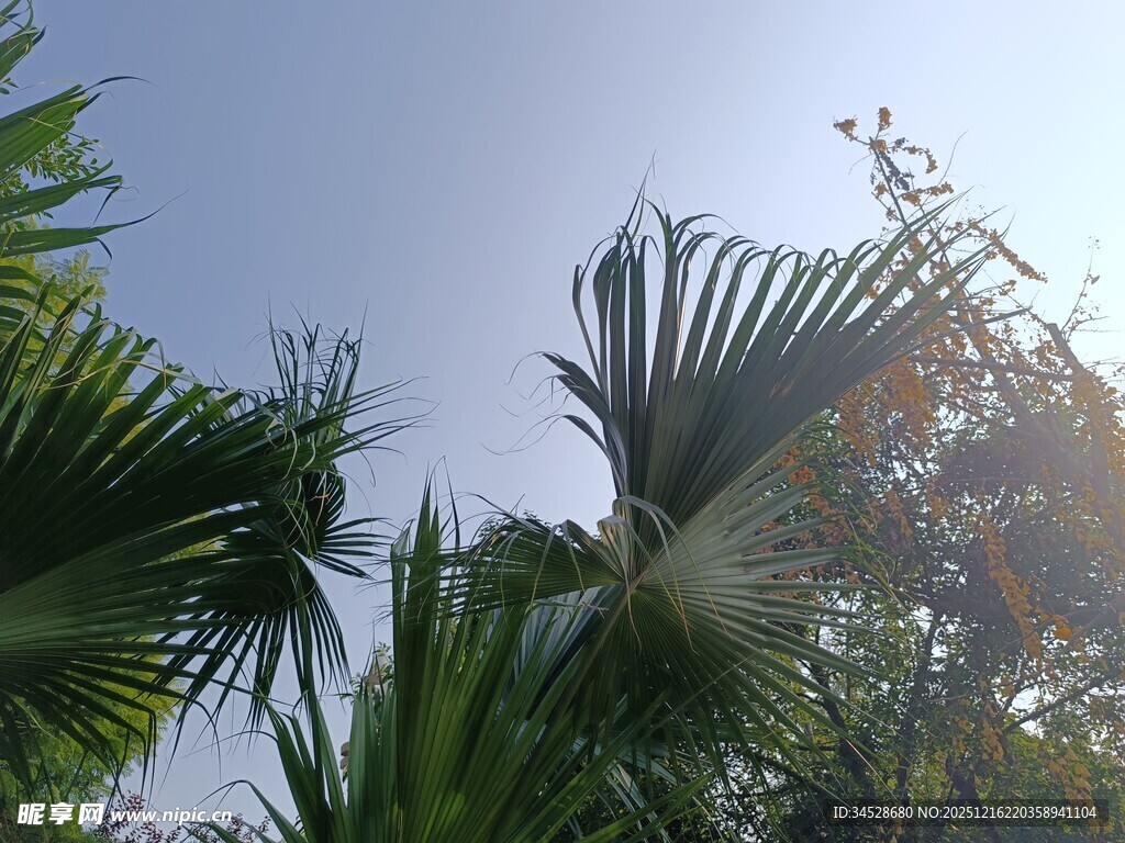 阳光下的葱郁棕榈树