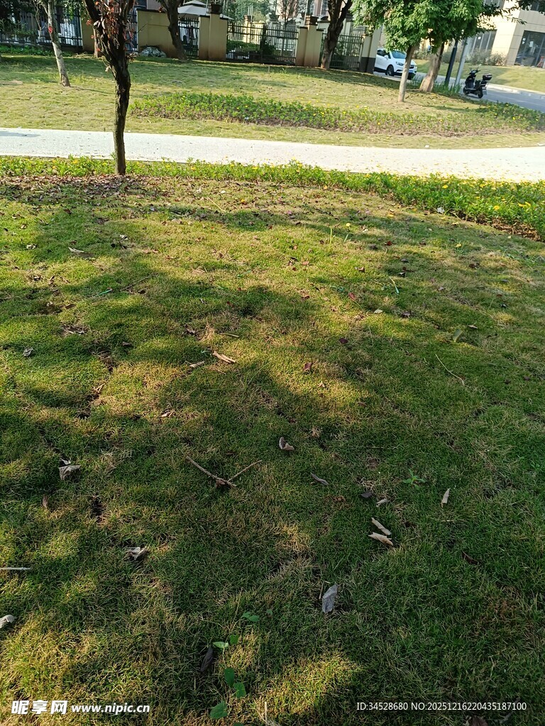 阳光下的翠绿草坪