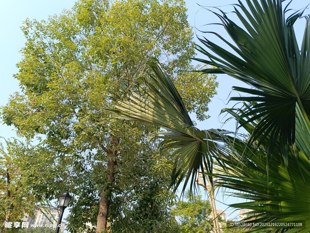 户外葱郁树木与绿植景观