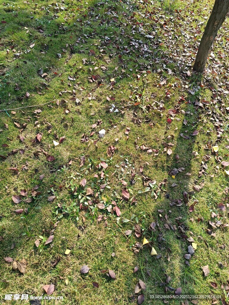 阳光下草地与树的影子