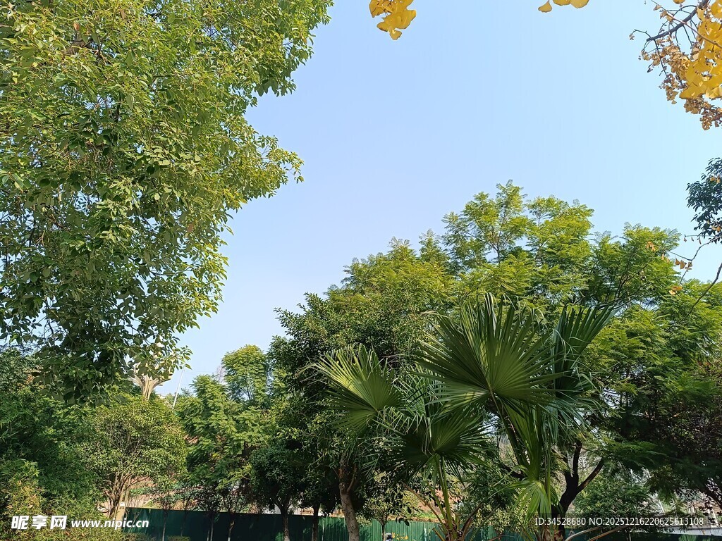 绿意盎然的户外树林景观