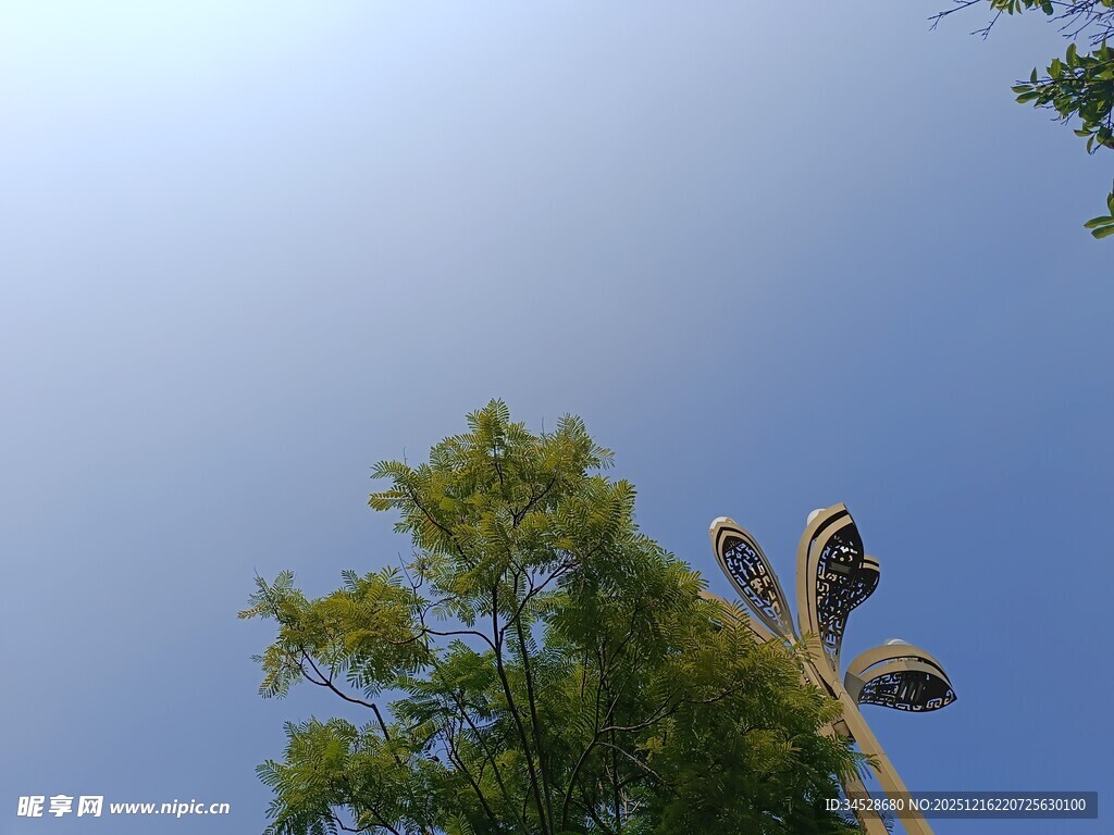 仰望蓝天与树梢上的路灯
