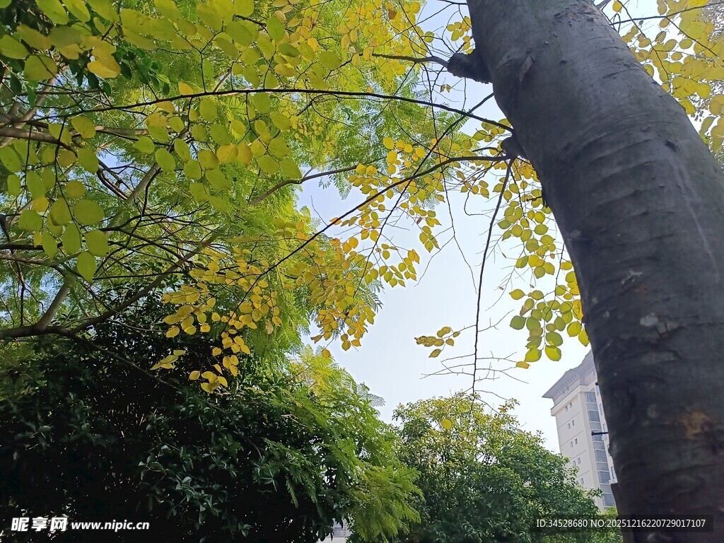 秋日大树与繁茂枝叶