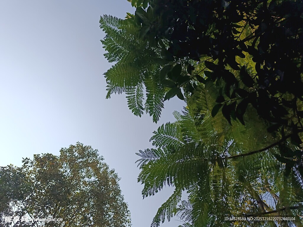 仰视葱郁树木景致