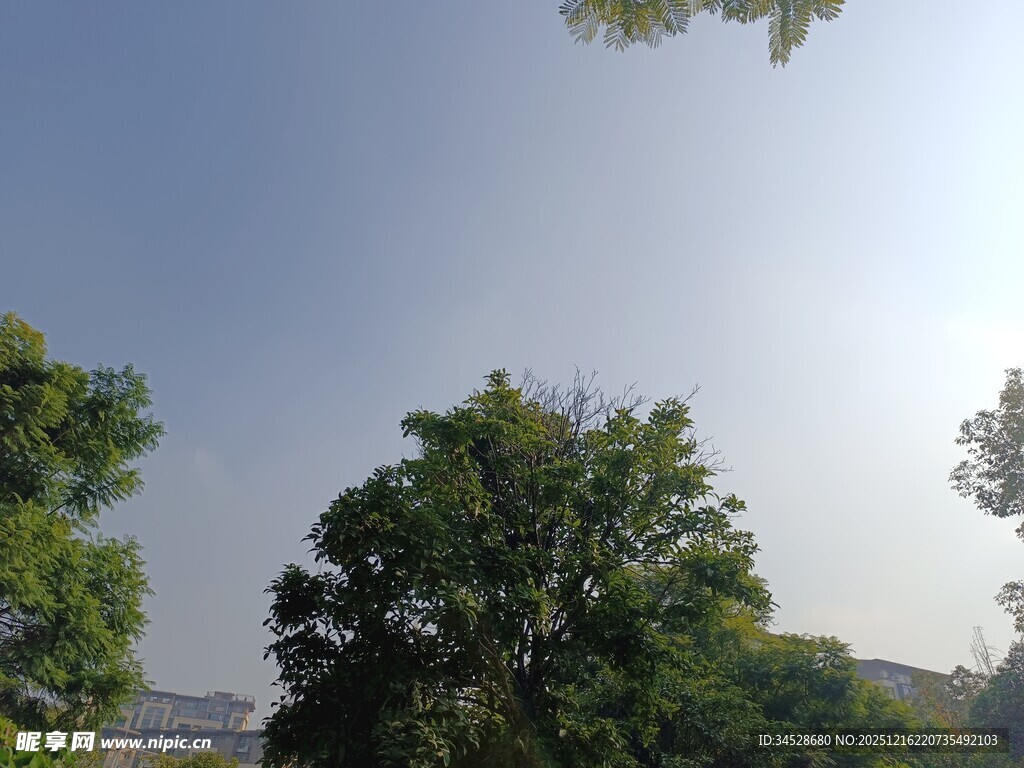 晴朗天空下的葱郁绿树