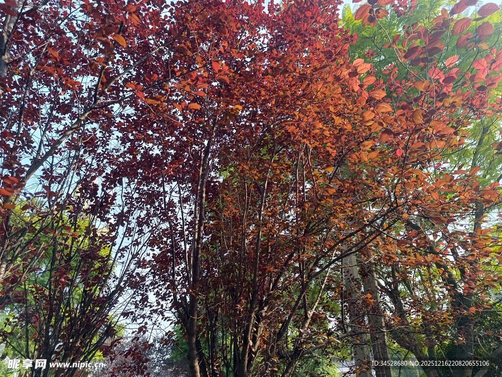 秋日斑斓树林美景