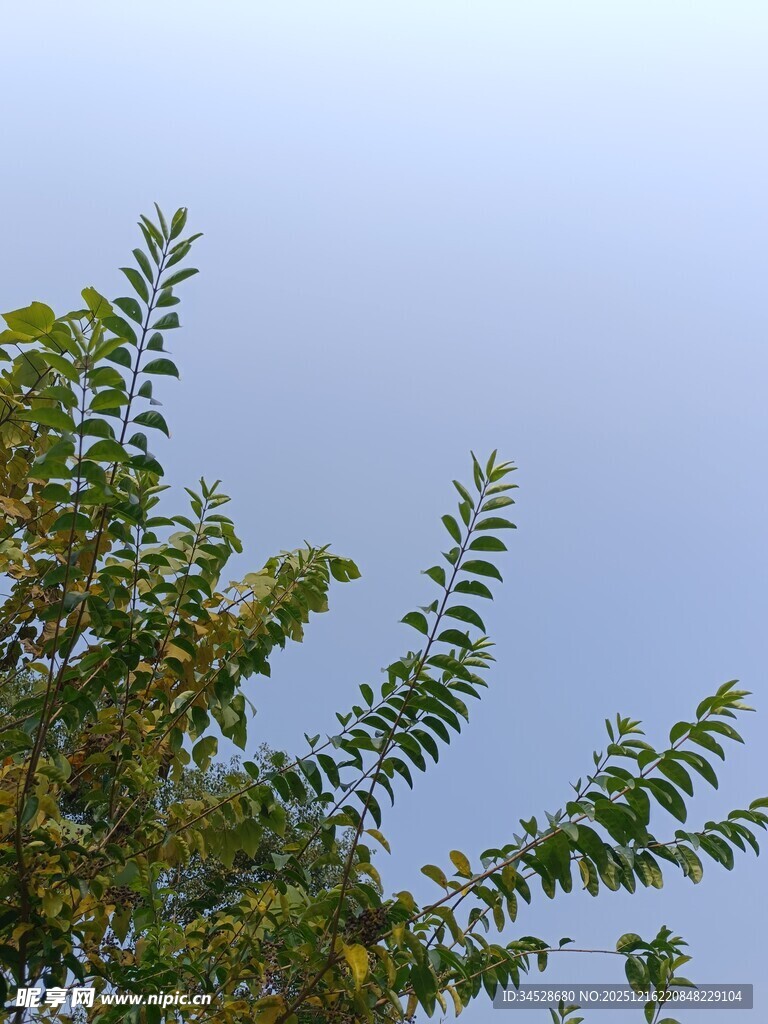 枝头绿叶映蓝天