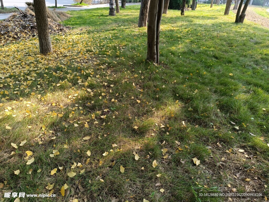 秋日林间草地光影景致