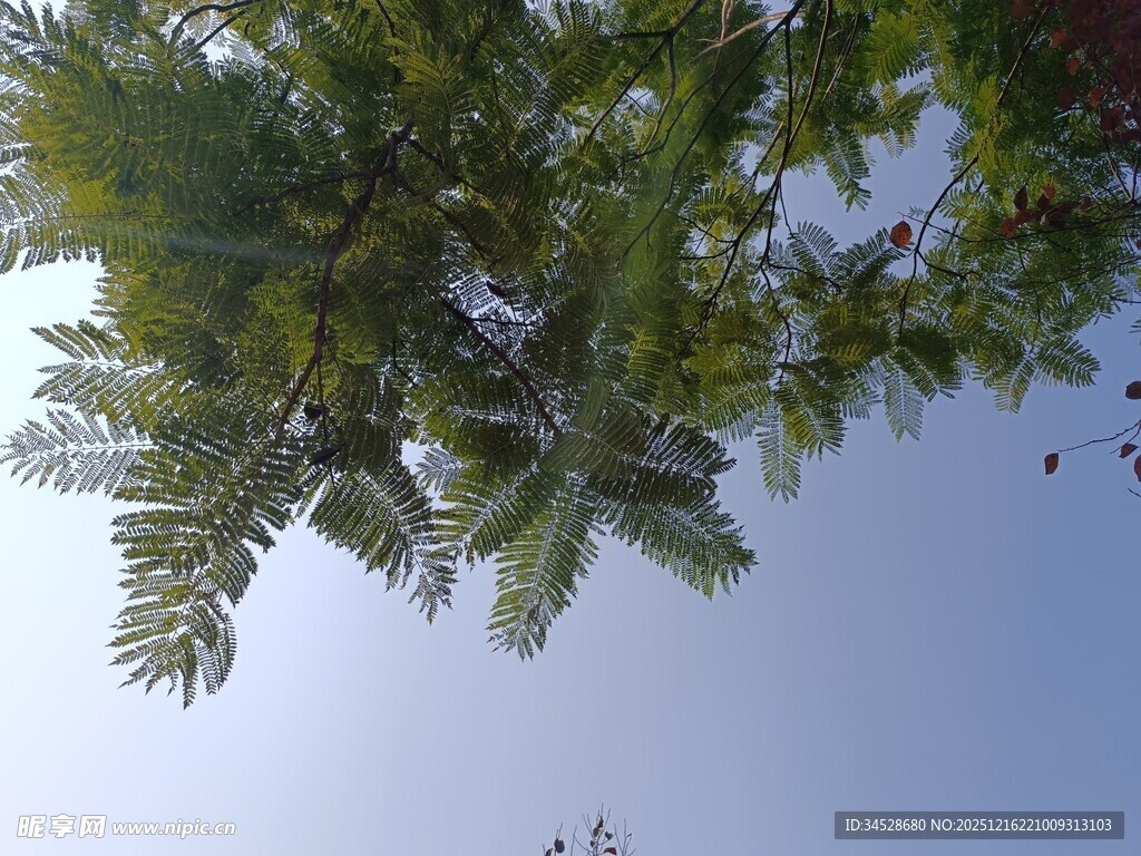 仰视葱郁树木与蓝天