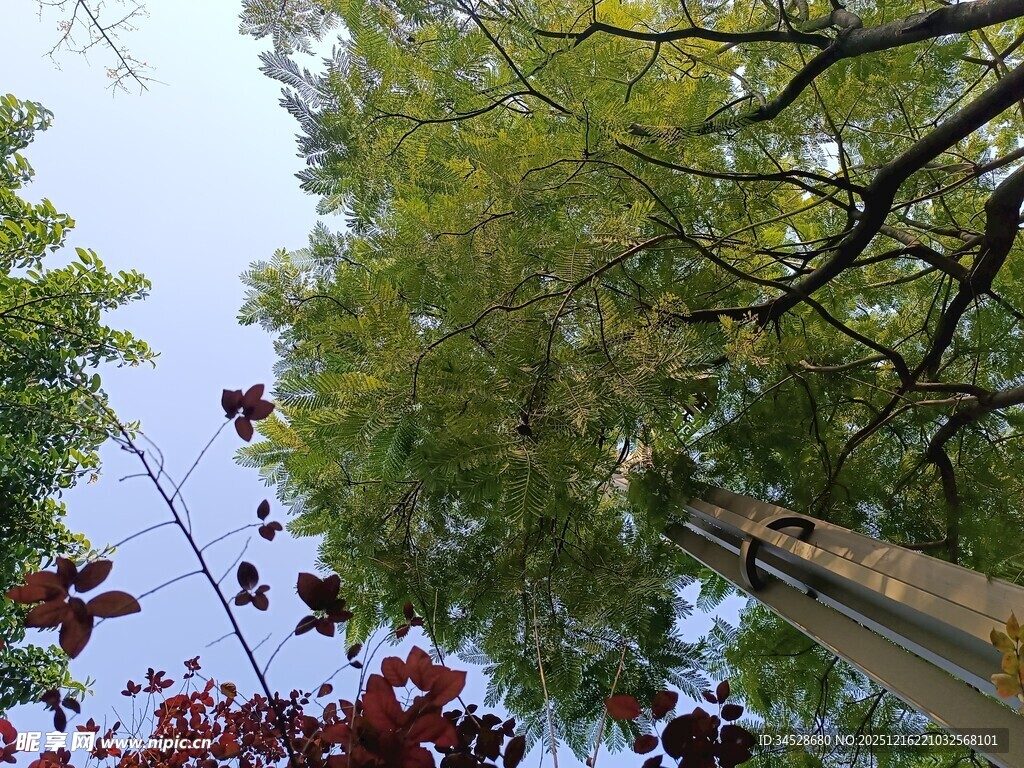 仰视葱郁树木与蓝天