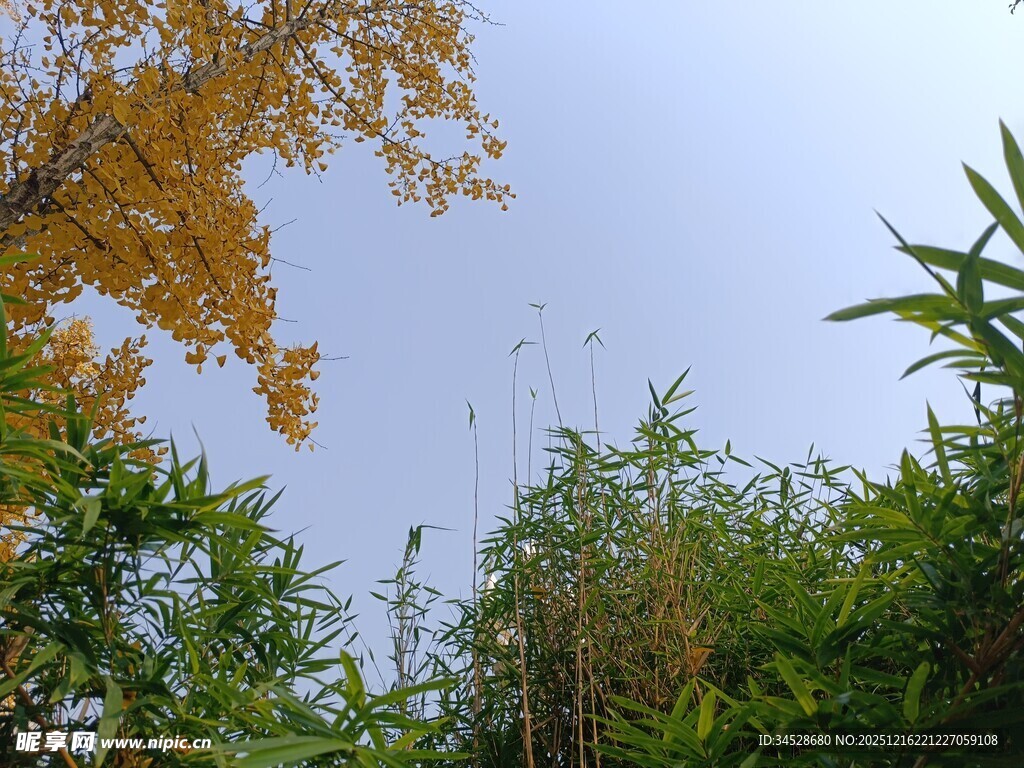 秋日绿植与金黄树叶景致