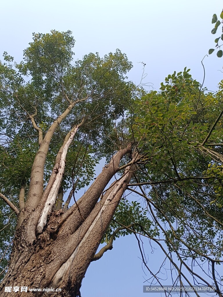 仰望粗壮繁茂的高大树木