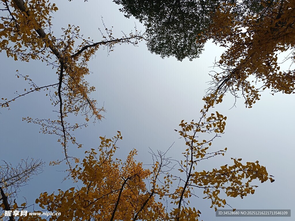 仰观秋日树木枝叶