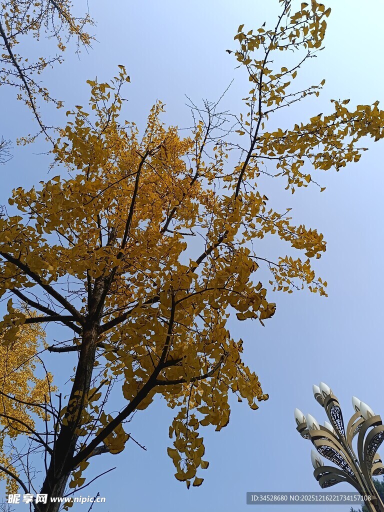 秋日银杏树枝映蓝天