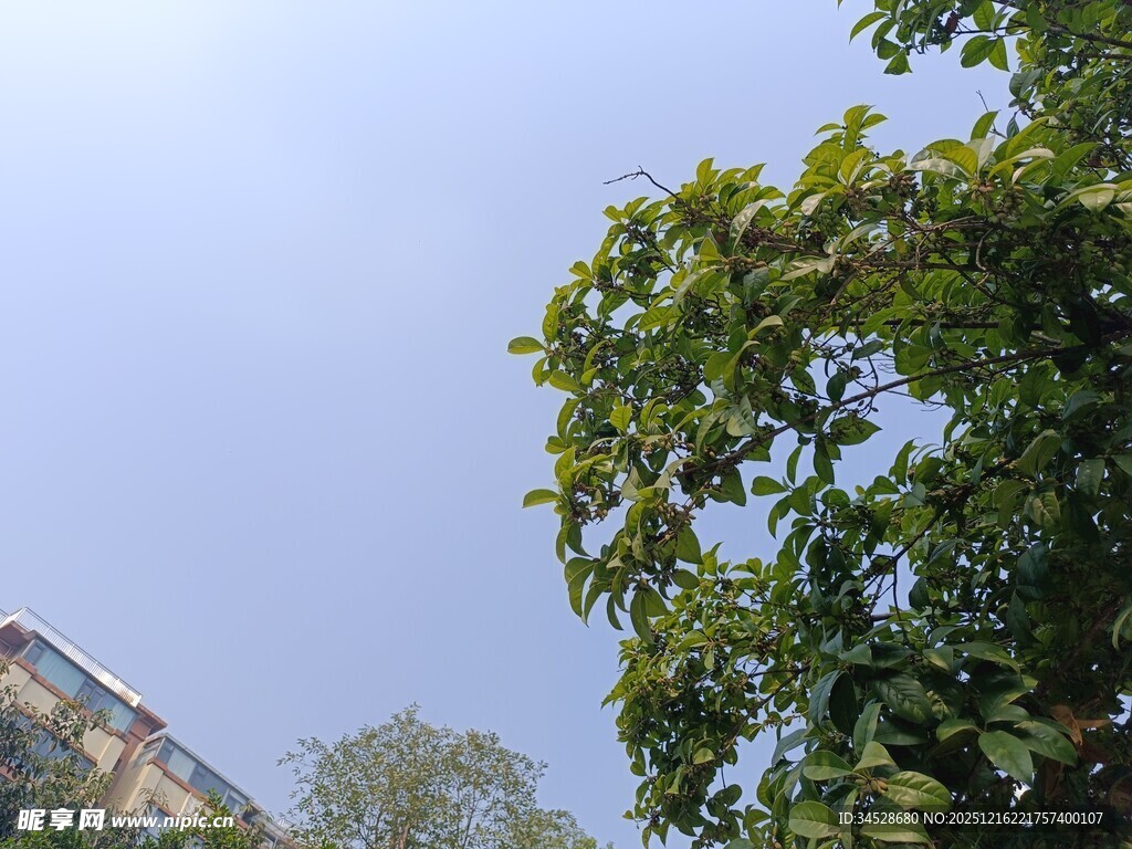 蓝天绿树旁的建筑一角