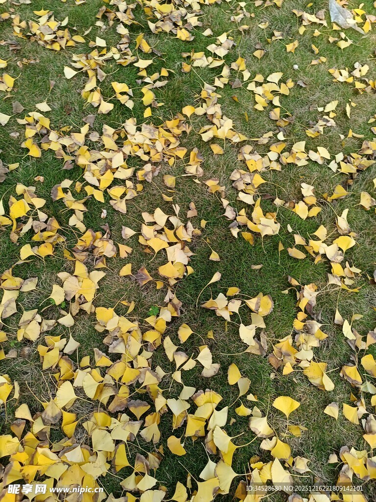 秋日草地落满金黄树叶