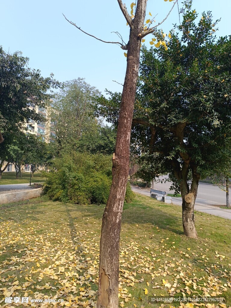 秋日落叶中的孤树