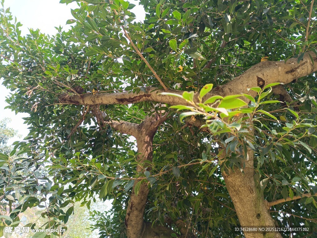 繁茂大树展现自然生命力