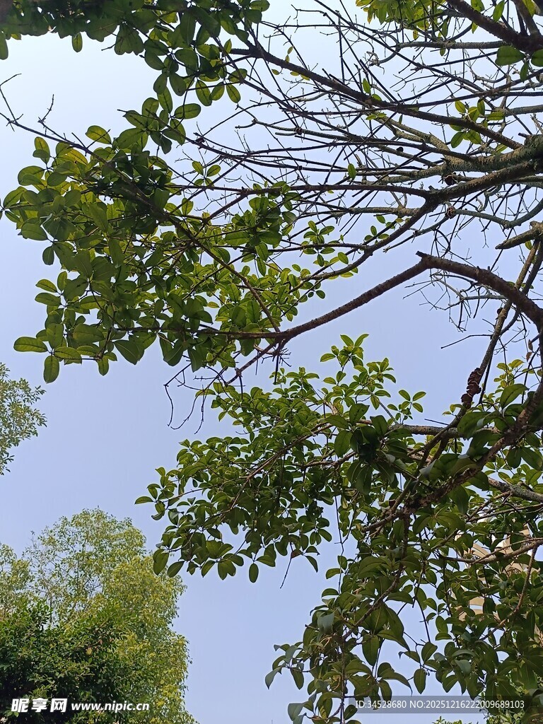 仰视枝叶繁茂的绿树