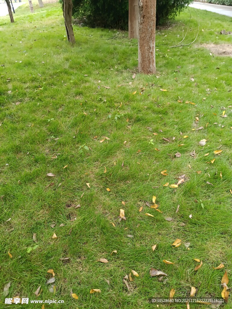 草地树木景观图