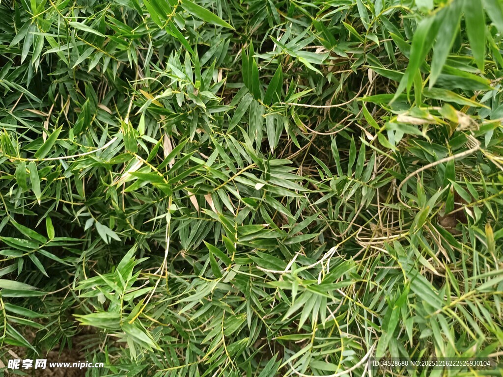 茂密翠绿的草丛景观