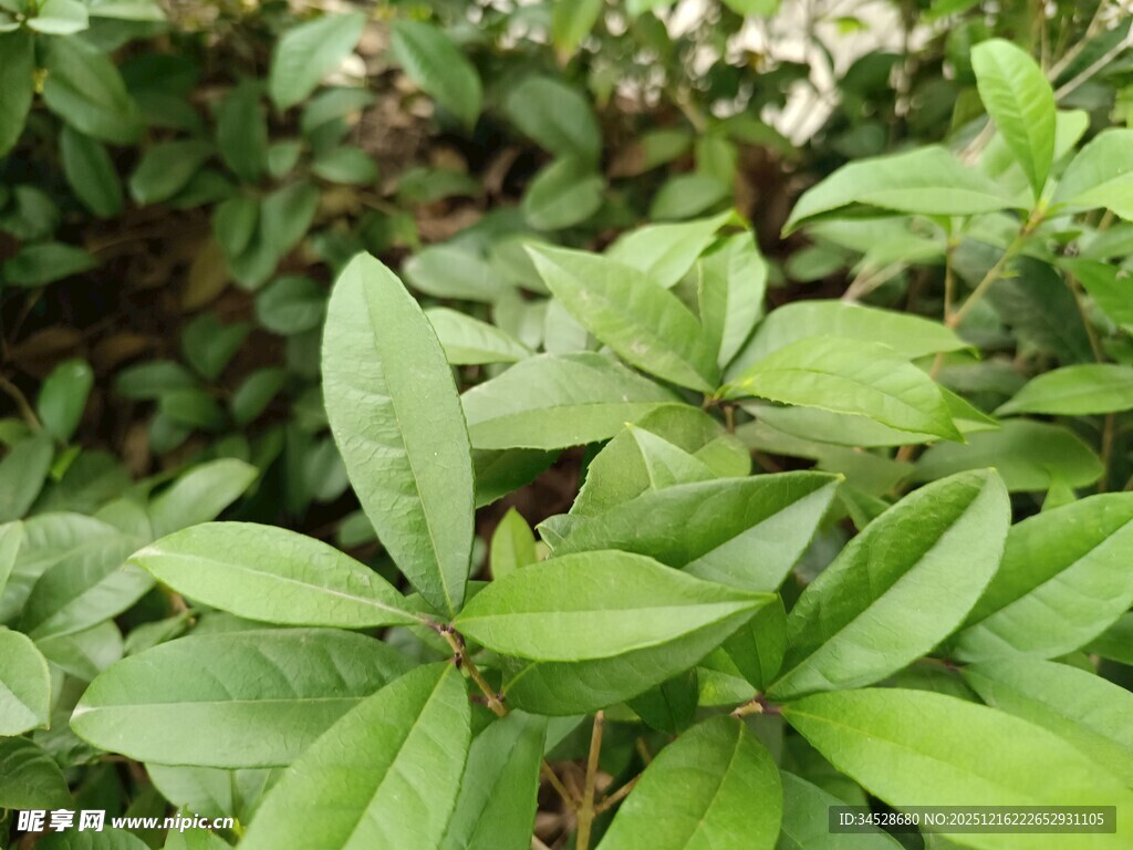翠绿叶片植物特写