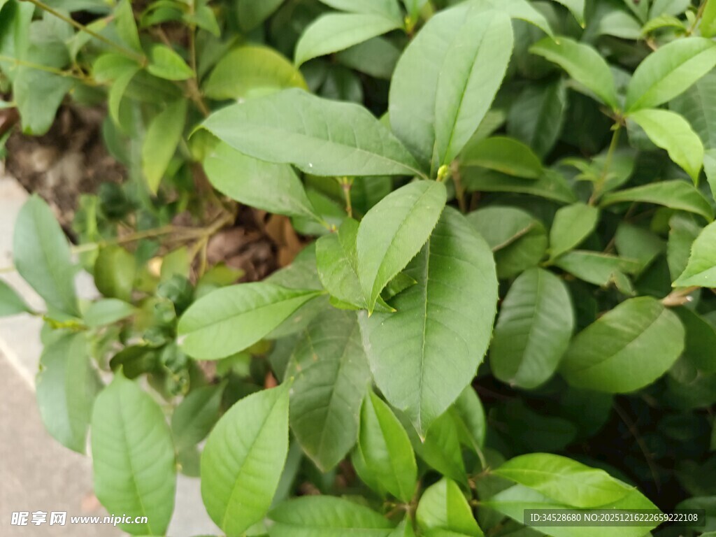 翠绿生机勃勃的植物叶片