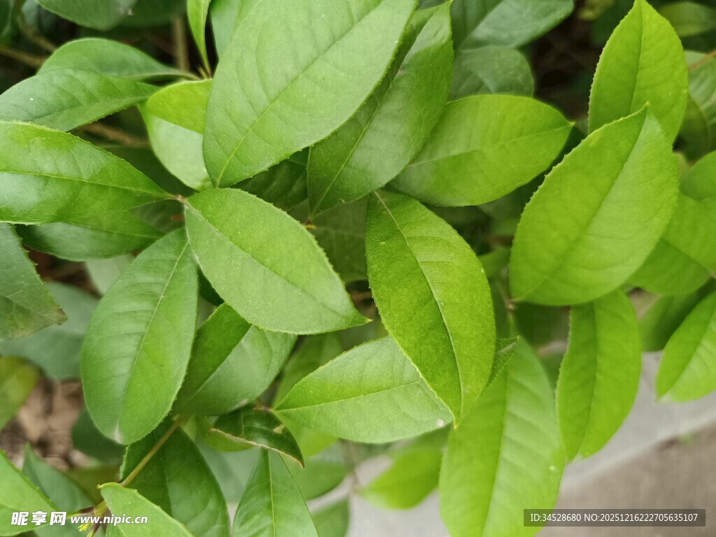 翠绿叶片植物特写