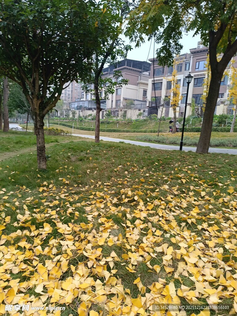 秋日校园落叶美景