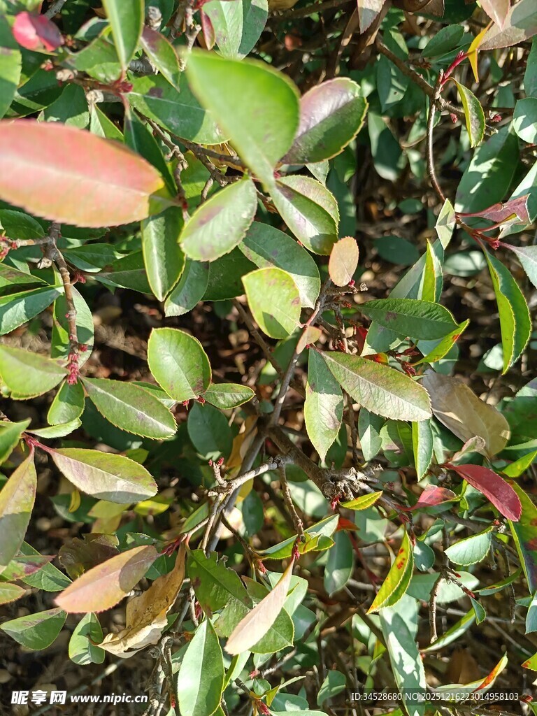 多彩叶片的植物景观