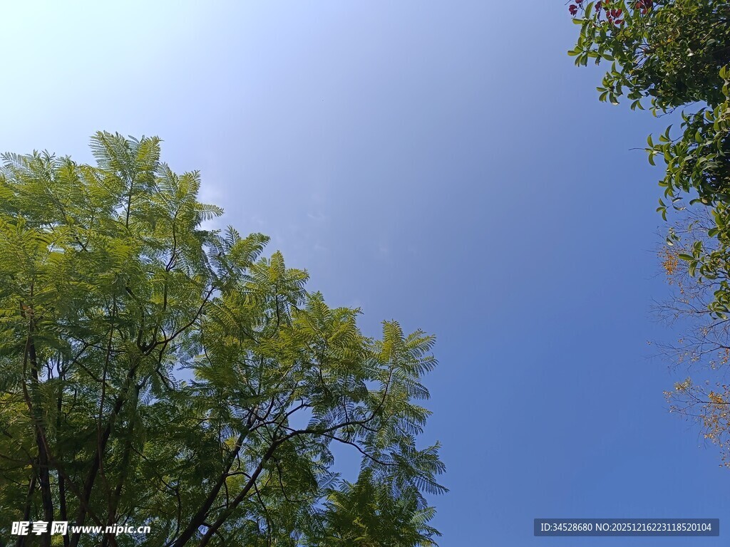 蓝天绿树自然清新景象