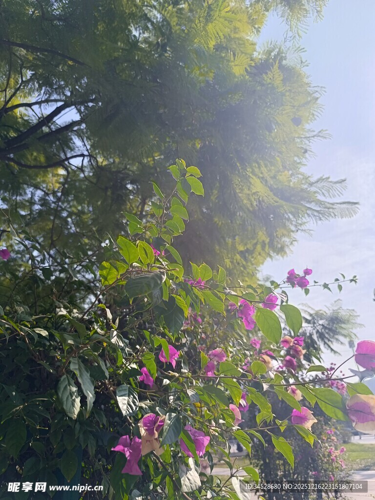 阳光照耀下的繁花绿树