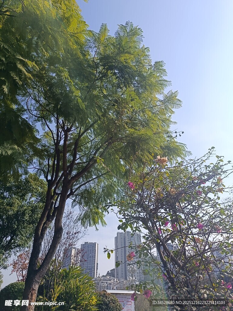 秋日户外树木与建筑景致