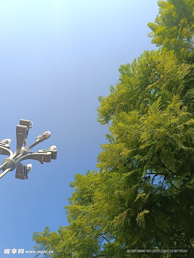 空中摄像头与葱郁绿树