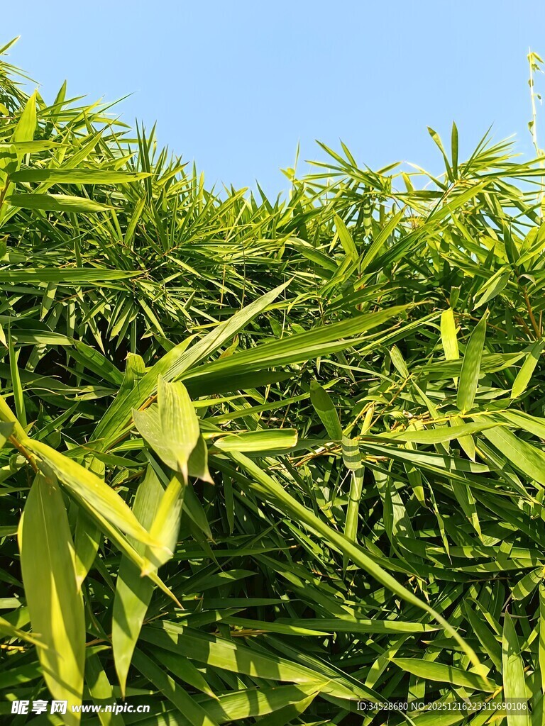 翠绿竹叶在蓝天映衬下