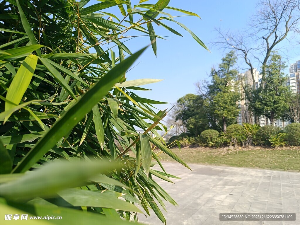 竹林旁的开阔道路