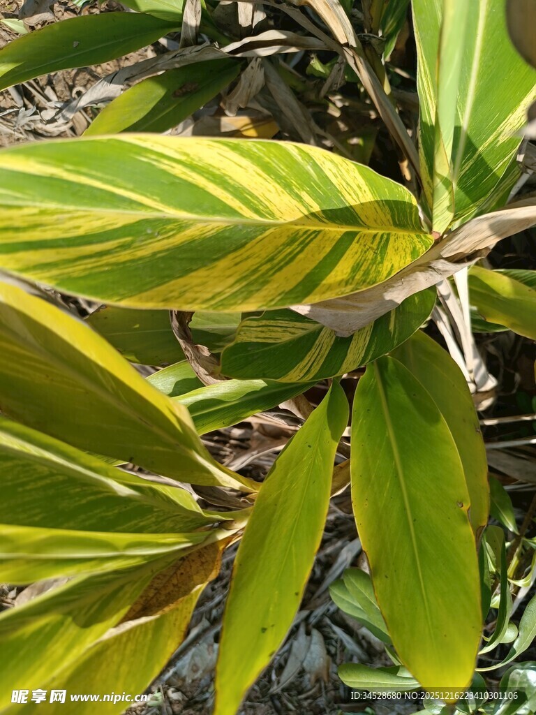黄绿相间斑纹叶片植物