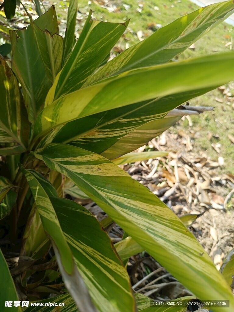 翠绿叶片的植物特写