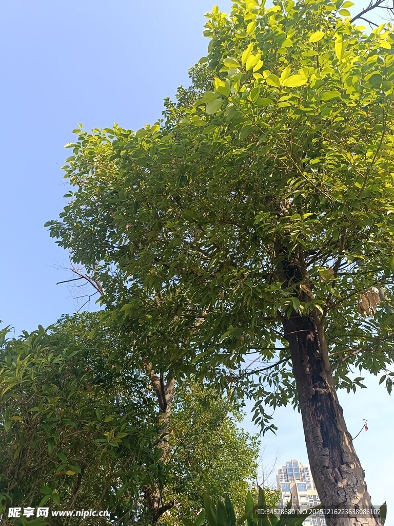 挺拔绿树映衬蓝天