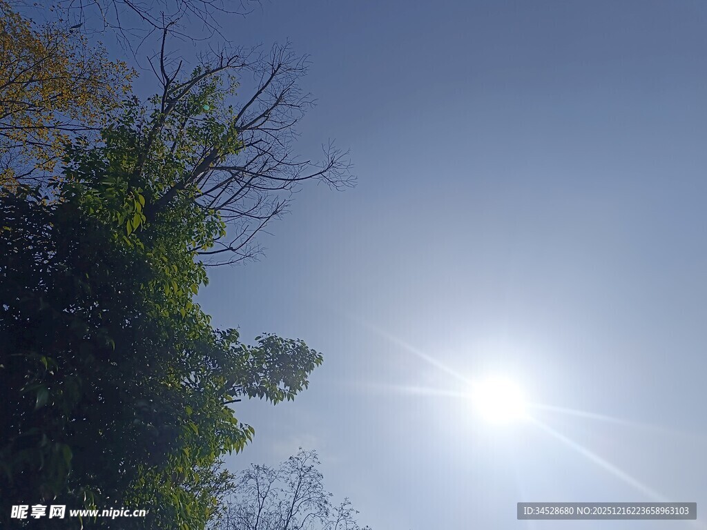 阳光下的绿树与蓝天