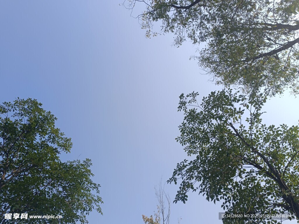 仰望蓝天绿树