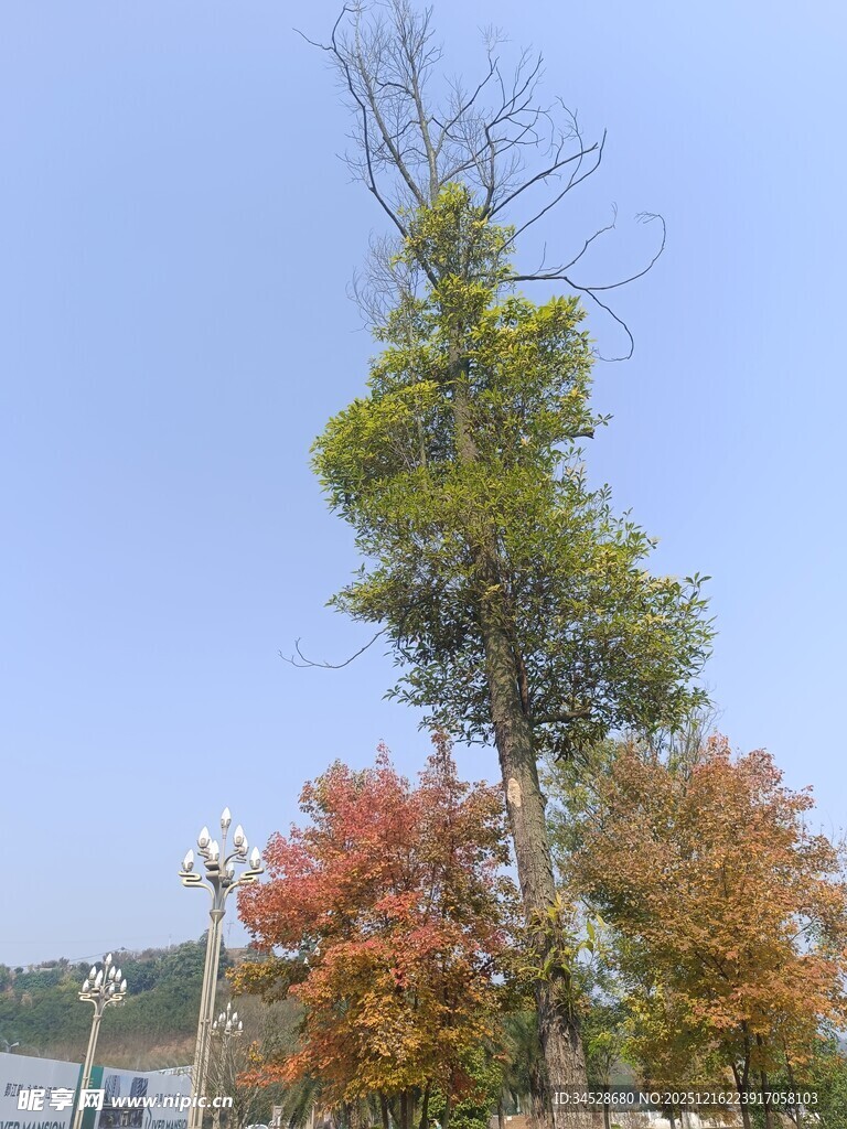 秋日多彩树木景观