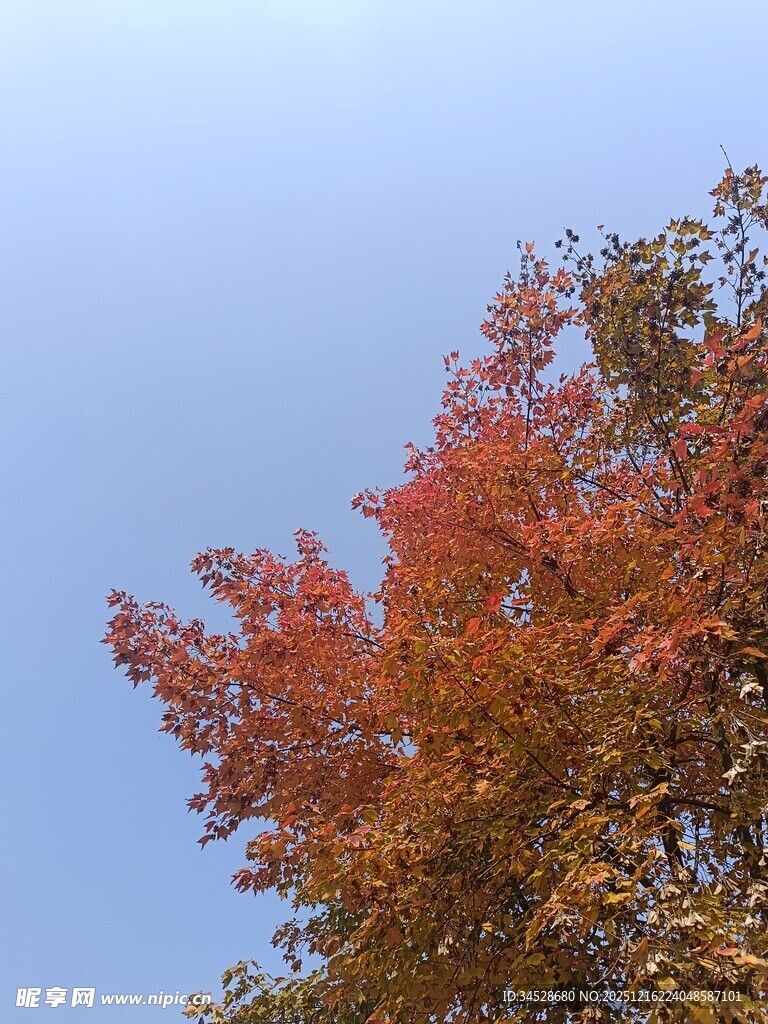 秋日红叶映蓝天