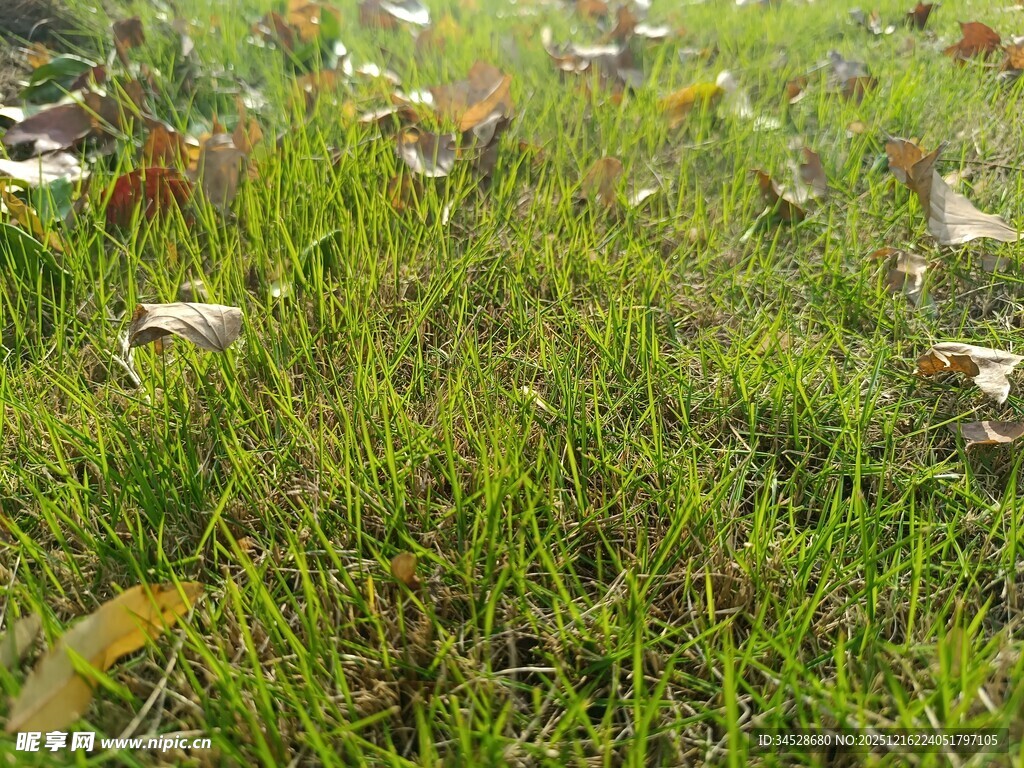 翠绿草地散落枯黄树叶