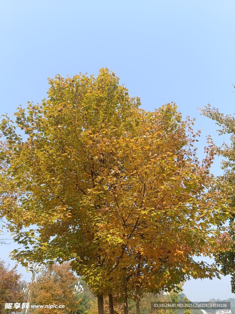 秋日金黄树木风景